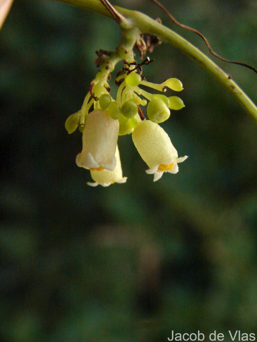 Solena umbellata (J.G.Klein ex Willd.) W.J.de Wilde & Duyfjes